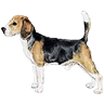 Beagle.gif