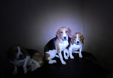 beagles-da-espanha