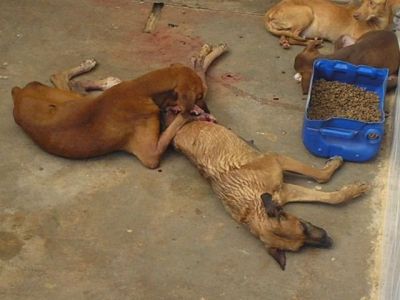 animais comendo uns aos outros