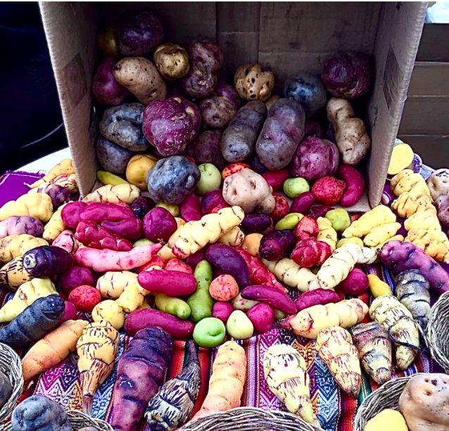 batatas peruanas