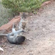 Gatinho e filhote de macaco brincam em vídeo e fazem sucesso na web